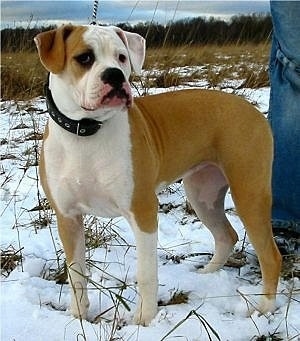 Tan and white american hot sale bulldog